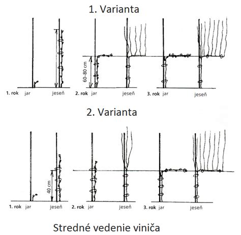 Schéma rôznych systémov vedenia viniča