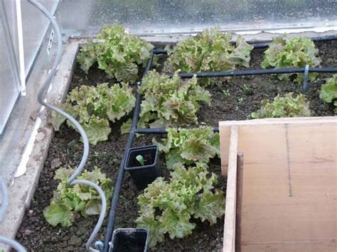 Schéma kvapkovej závlahy a recirkulácie vody v modernom skleníku.