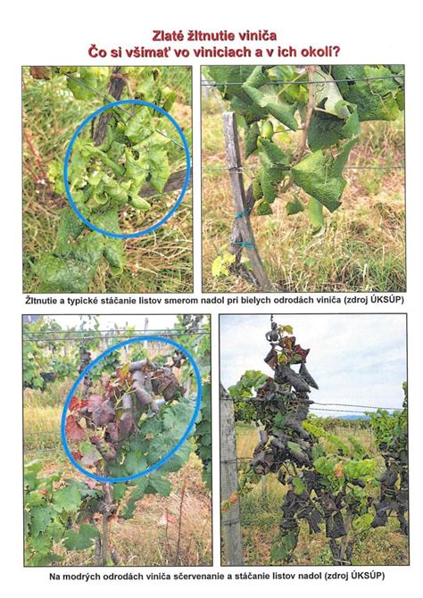 Infografika časového harmonogramu hnojenia viniča počas roka