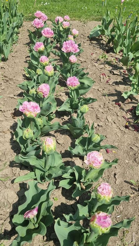 Tematické foto ovseného poľa v zrelosti