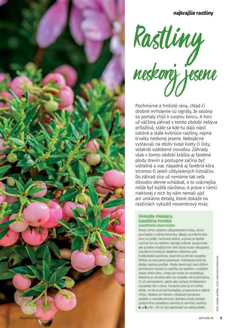 Priečny rez rašeliniskom zobrazujúci vrstvy rašeliny a rastlinné zvyšky