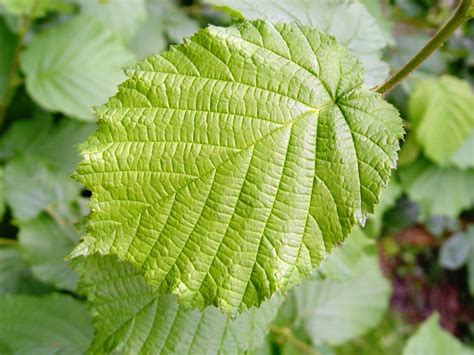 Detail listu azaliek napadnutých nosánikom