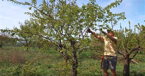 Náčrt správneho tvaru koruny moruše po výchovnom reze.