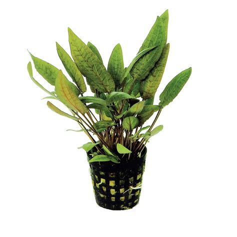 Tematická fotografia rozkvitnutej Cryptocoryne