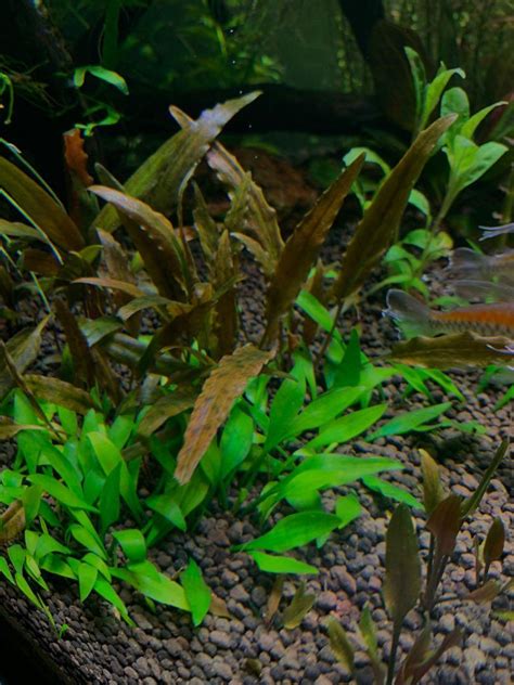 Fotografia Cryptocoryne množiacej sa pomocou poplazov