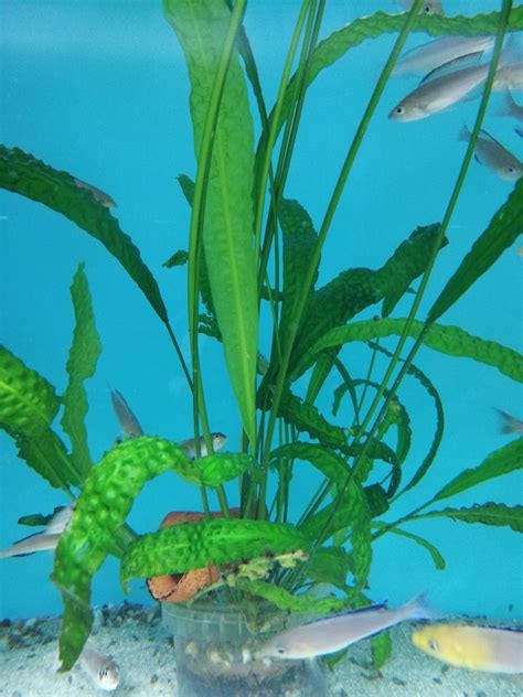 Fotografia akvária s rozrastenými, zdravými Cryptocoryne v rôznych sekciách