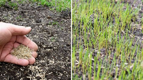 Schéma znázorňujúca ideálne podmienky pre výsev trávnika v závislosti od ročného obdobia