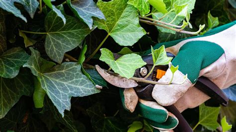 Detail napadnutých listov brečtanu voškami