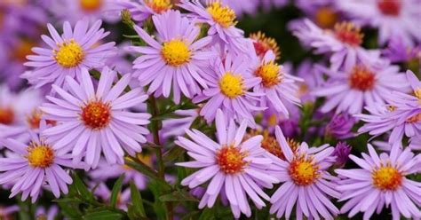 detailný záber na kvety astry novobelgickej s detailným žltým stredom a farebnými okvetnými lístkami