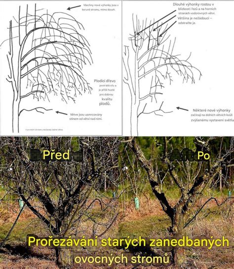 Schéma znázorňujúca ideálnu hĺbku zavlažovania pre mladé a staré ovocné stromy.