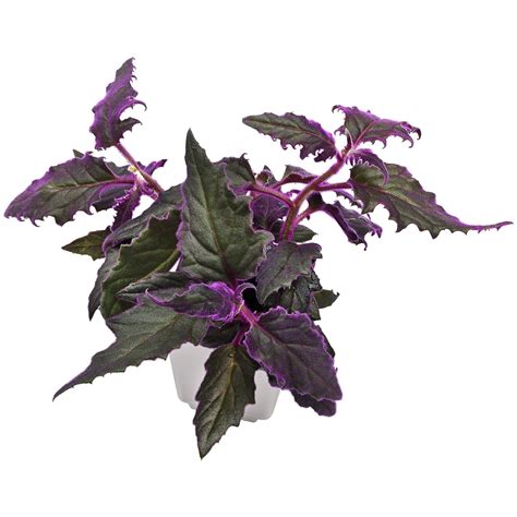 Ilustrácia rastliny Gynura aurantiaca s charakteristickými purpurovými listami a jemnými chĺpkami