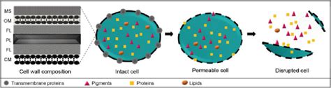 Infographics: How carvacrol works against bacteria (disruption of cell membrane)