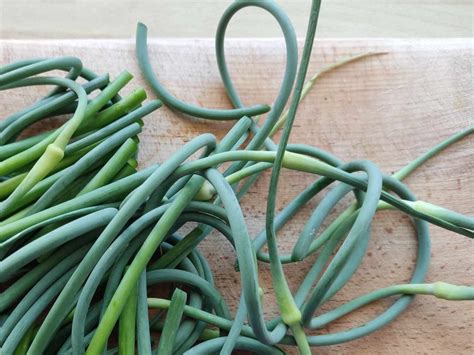 Ilustračná fotografia cesnakových hláv s vňaťou