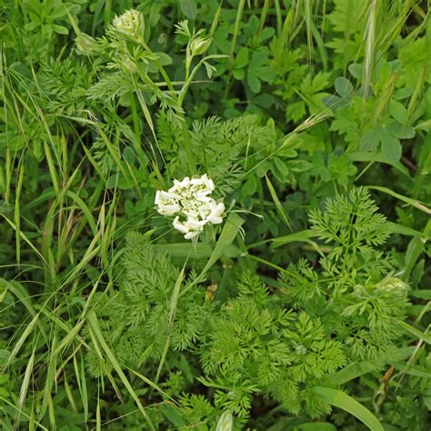 Schéma kombinácie Orlaya grandiflora s inými kvetmi na záhone