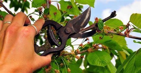 Záhradník s nožnicami strihajúci čerešňu v lete po zbere úrody