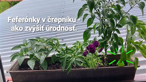 Infografika kompatibility byliniek v spoločnom črepníku