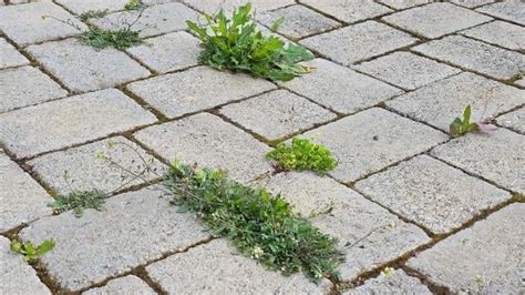 Blízky záber na bylinky rastúce v špárach medzi dlaždicami chodníka