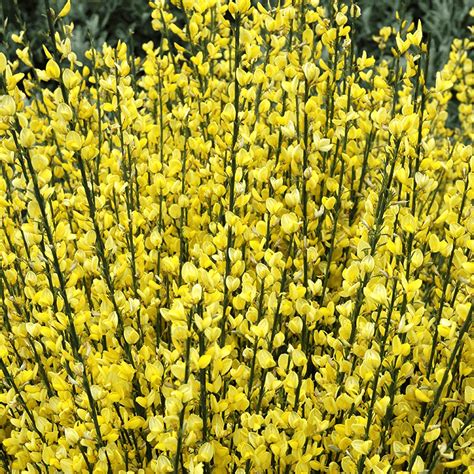 Zanoväť (Cytisus) - tematické foto kvitnúceho kra