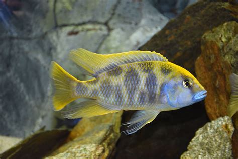 Fotografia: Samec Nimbochromis venustus s výrazným modro-žltým sfarbením