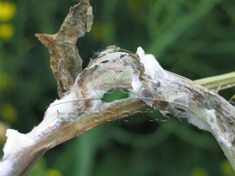 Fotografia: Sclerotinia sclerotiorum (biela hniloba) na slnečnici s viditeľnými skleróciami