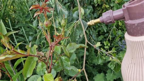 Tematické foto chrbtového postrekovača v záhrade