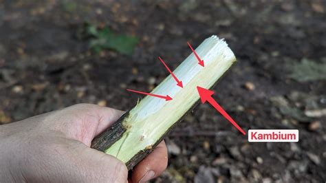 Schéma znázorňujúca spojenie vrúbľa a podpníka (kambium na kambium) a detail rezu