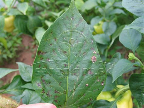 Detail vošiek na liste papriky