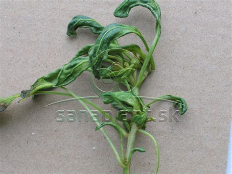 Poškodenie listov papriky spôsobené strapkami