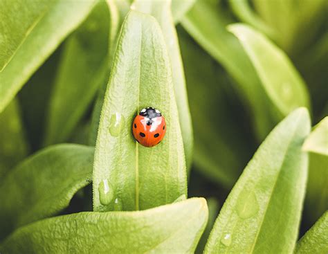 Dravý hmyz: lienka a parazitická osička