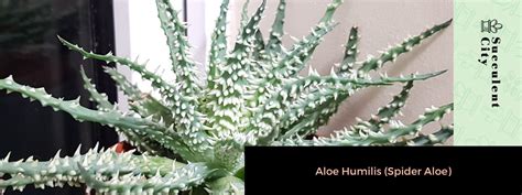 Schéma znázorňujúca anatómiu Aloe humilis s bočnými odnožami pripravenými na oddelenie