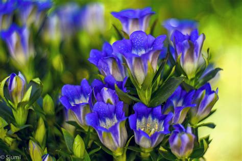 Tematické foto Gentiana scabra vo svojom prirodzenom prostredí
