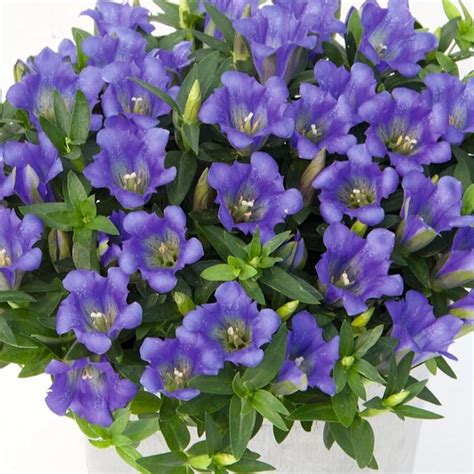 Detailný záber na kvety Gentiana scabra 'Luis Easy Blue' s bielym hrdlom a modrými bodkami