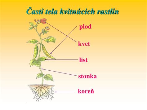 Detailná schéma stavby rastliny Primula auricula: ružica listov, bezlistá stonka s okolíkom a koreňový systém