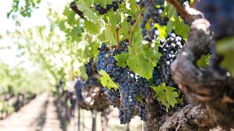 schéma výhod pestovania rezistentných odrôd viniča s minimálnou chemickou ochranou