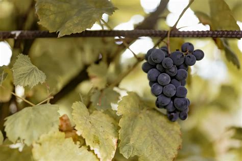 detailný záber na strapce červeného rezistentného viniča na pergole