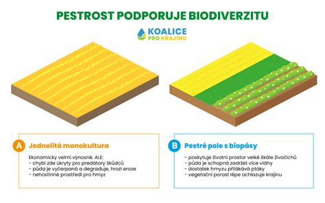 Graf alebo infografika porovnávajúca výnosy zemiakov s kvapkovou závlahou a bez nej (odrody Monika a Jolana)