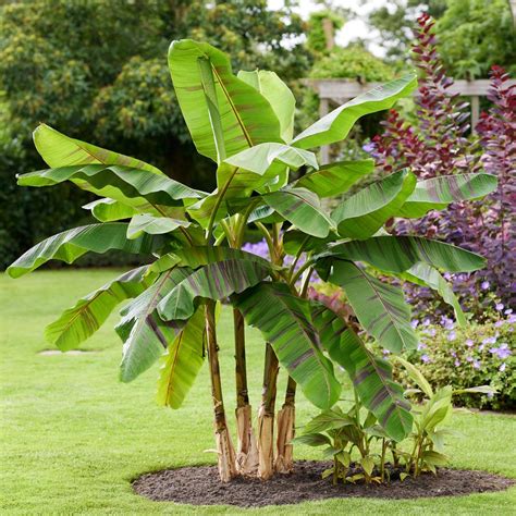 Semená banánovníka Musa sikkimensis na šmirgľovaní