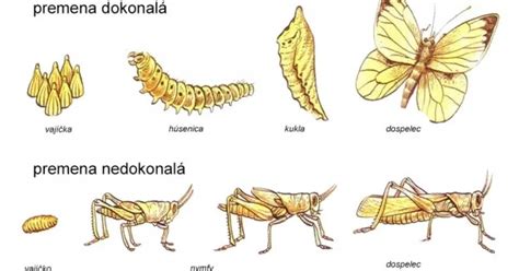 Schéma porovnania úplnej a neúplnej premeny hmyzu