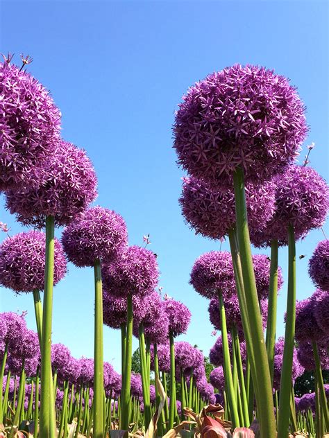 Základná botanická klasifikácia rodu Allium, infografika