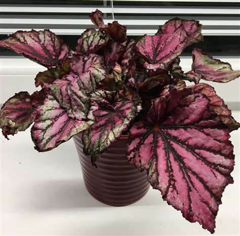 Detailný záber na rôzne farebné kultivary Begonia rex so striebornou, purpurovou a tmavozelenou kresbou listov