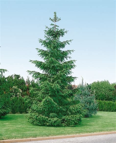 Infografika znázorňujúca projektované zloženie lesa (40 % smrek, zvyšok listnáče a ostatné ihličnany)