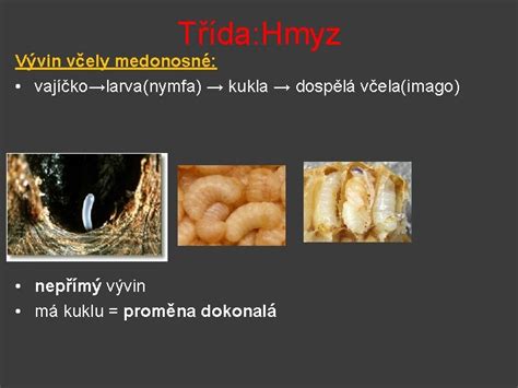 Ilustrácia: Dospelý jedinec byľomora a jeho larva