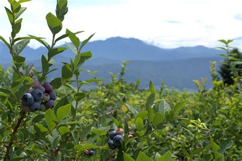 Ilustračná fotografia sadenice čučoriedky v jame so substrátom