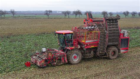 Tematické foto kŕmnej repy na poli