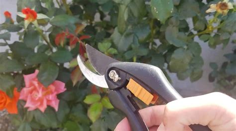 Schéma znázorňujúca správny rez odrezka ruže s vyznačenými očkami