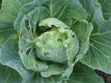 Detailná fotografia zelených húseníc na liste kapusty s vyžratými otvormi