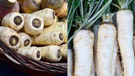 Schéma porovnania koreňa paštrnáku a petržlenu (rozdiel vo veľkosti, farbe a tvare hlavy koreňa)