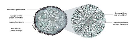 Schéma znázorňujúca princíp spojenia vrúbľa a podpníka (kambium na kambium)