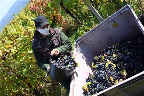 Zber veľkých strapcov stolového hrozna na vinici