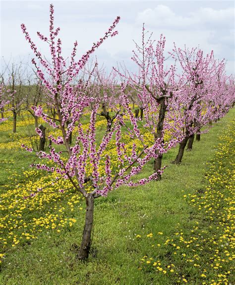 Infografika znázorňujúca optimálne stanovište a pôdne podmienky pre výsadbu drieňa